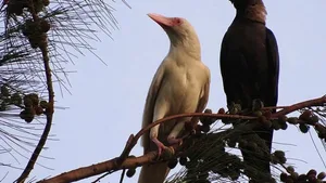 Eine der seltenen Albino-Krähen, fotografiert in Malaysia.