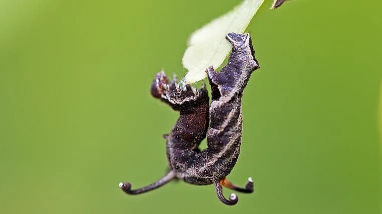 168823badf2902e9941561c650acd3d4f2c6743a Nematocampa6.jpg