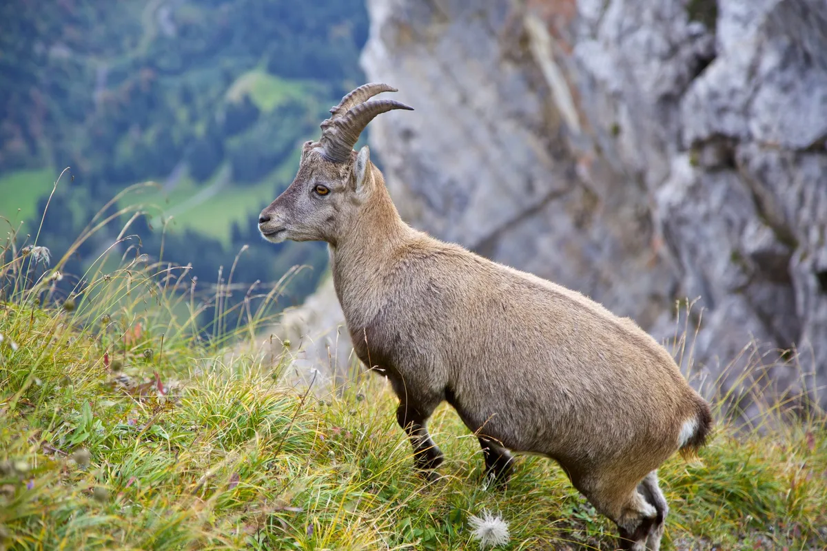 shutterstock_498812581 Auf Pirsch am Pilatus