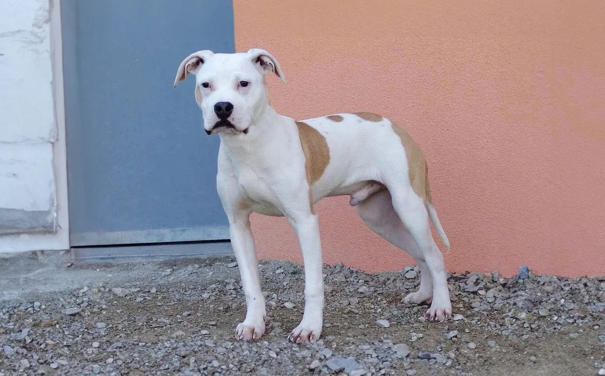 Hund Warum einige Hunderassen verboten sind