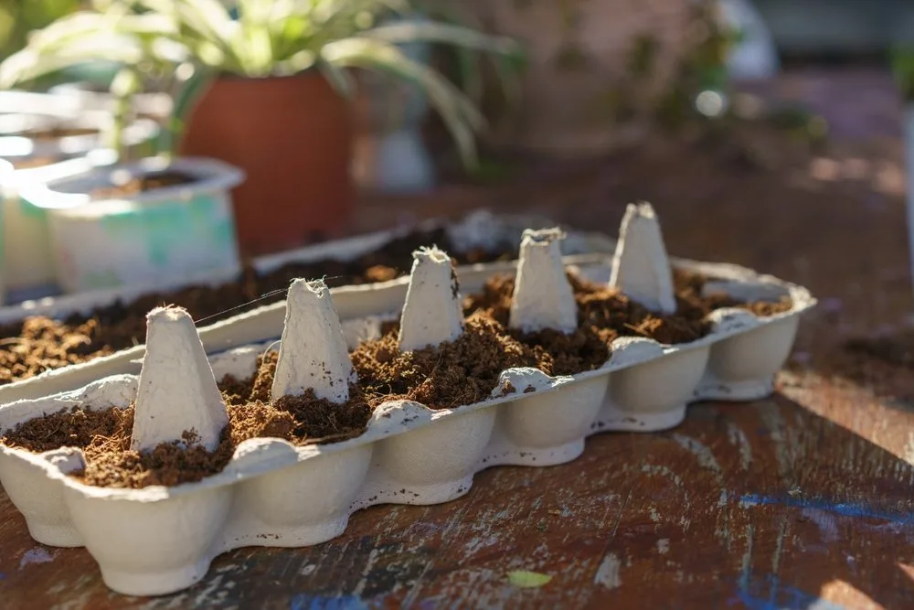 shutterstock_2265203425 Nachhaltig gärtnern: zweites Leben für Eierkartons