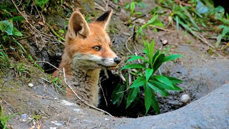 ed46ecb1c7451d2ecc9c33d5395a238899c17a52 Fuchs