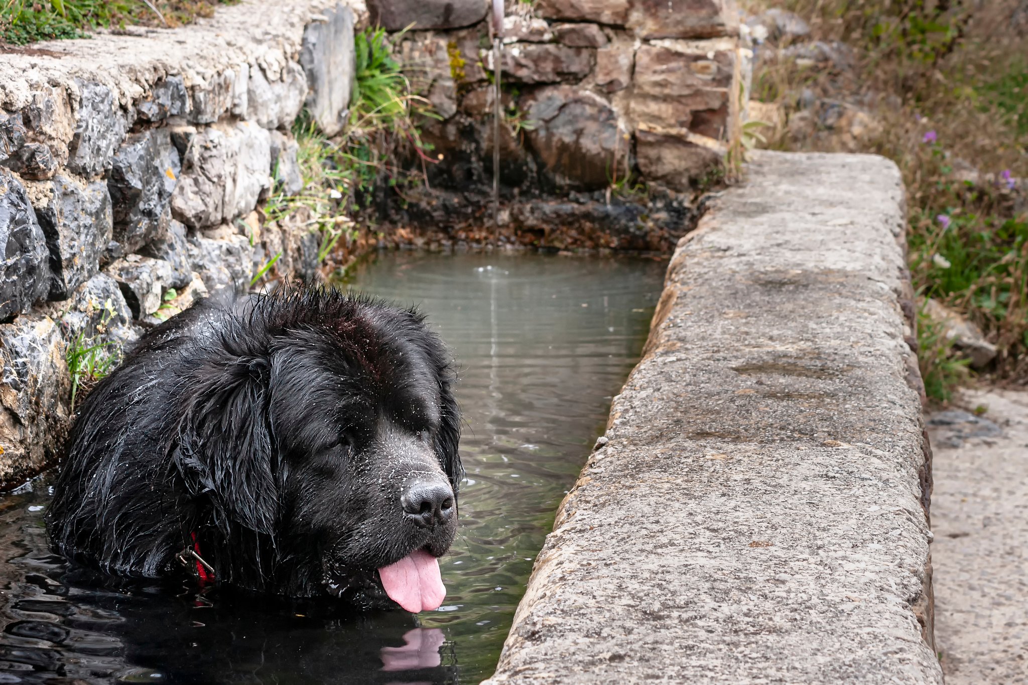 Hund in Brunnen