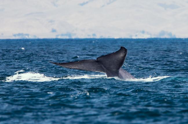 Blue_whale_tail-mike-baird-cc-by_s.jpg