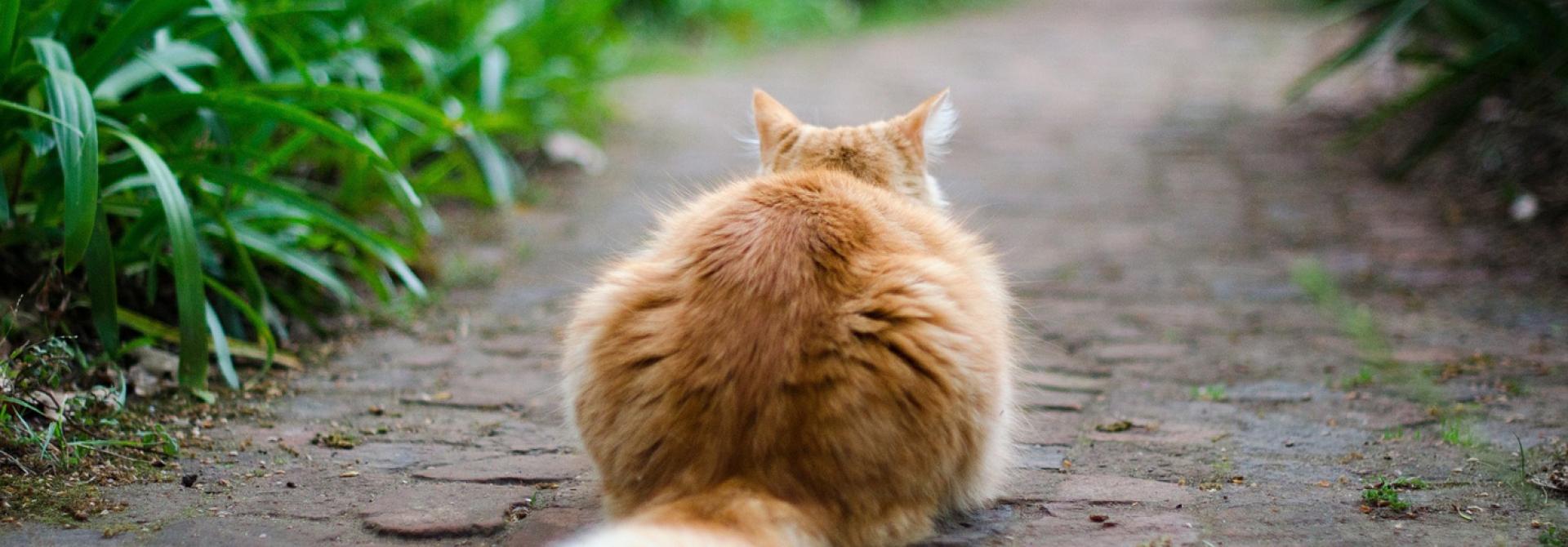 Katzenschwanz