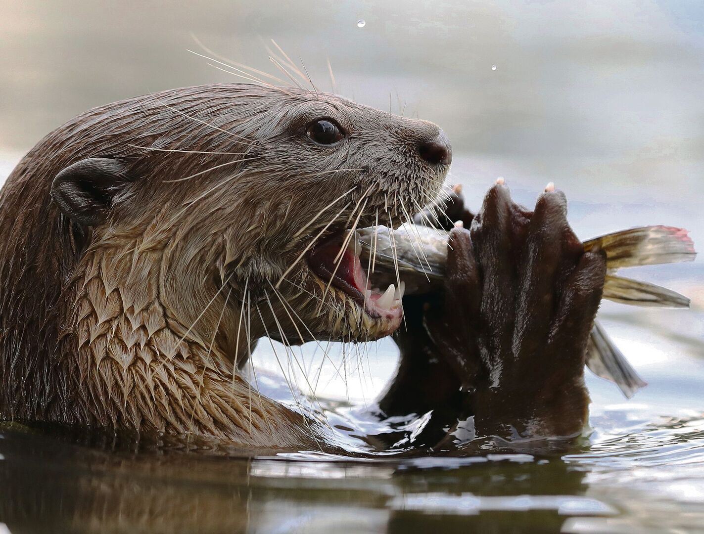 Fischotter sind auf Gewässer mit ausgreichendem Fisch-bestand angewiesen.