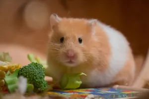Der Goldhamster kommt ursprünglich aus den Wüstenregionen rund um Syrien.