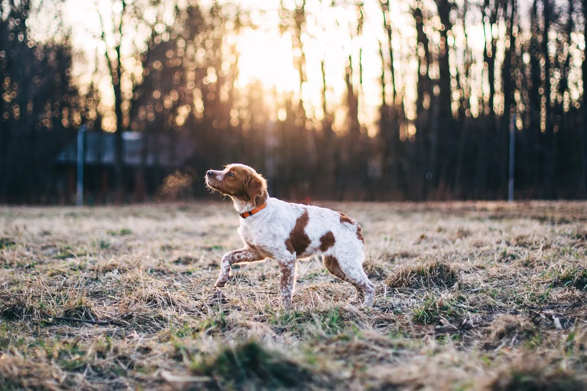 shutterstock_1691620468 Epagneul Breton: Der kleine Jagdprofi