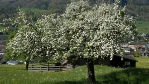 Für das Pflanzen von Obstbäume gibt es im Kanton Glarus nun Geld.
