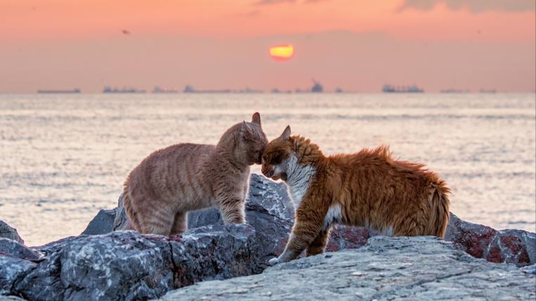 Katzen vor Kulisse von Instanbul