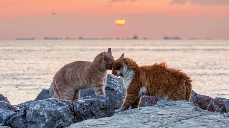 1e8fe656ff581cfd916ffccbf4953215cb72c46d Katzen vor Kulisse von Instanbul