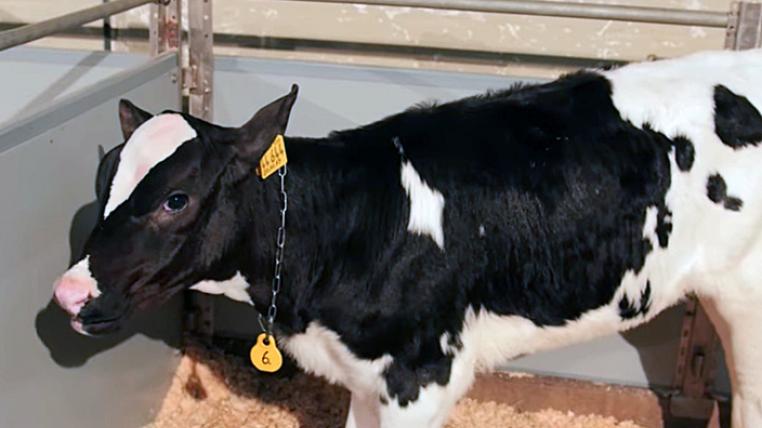 Holstein-Kalb Perfection Rekordsumme