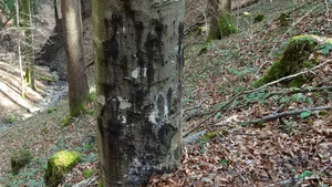 Ein Buche im Sihlwald mit starken Schleimfluss-Symptomen.