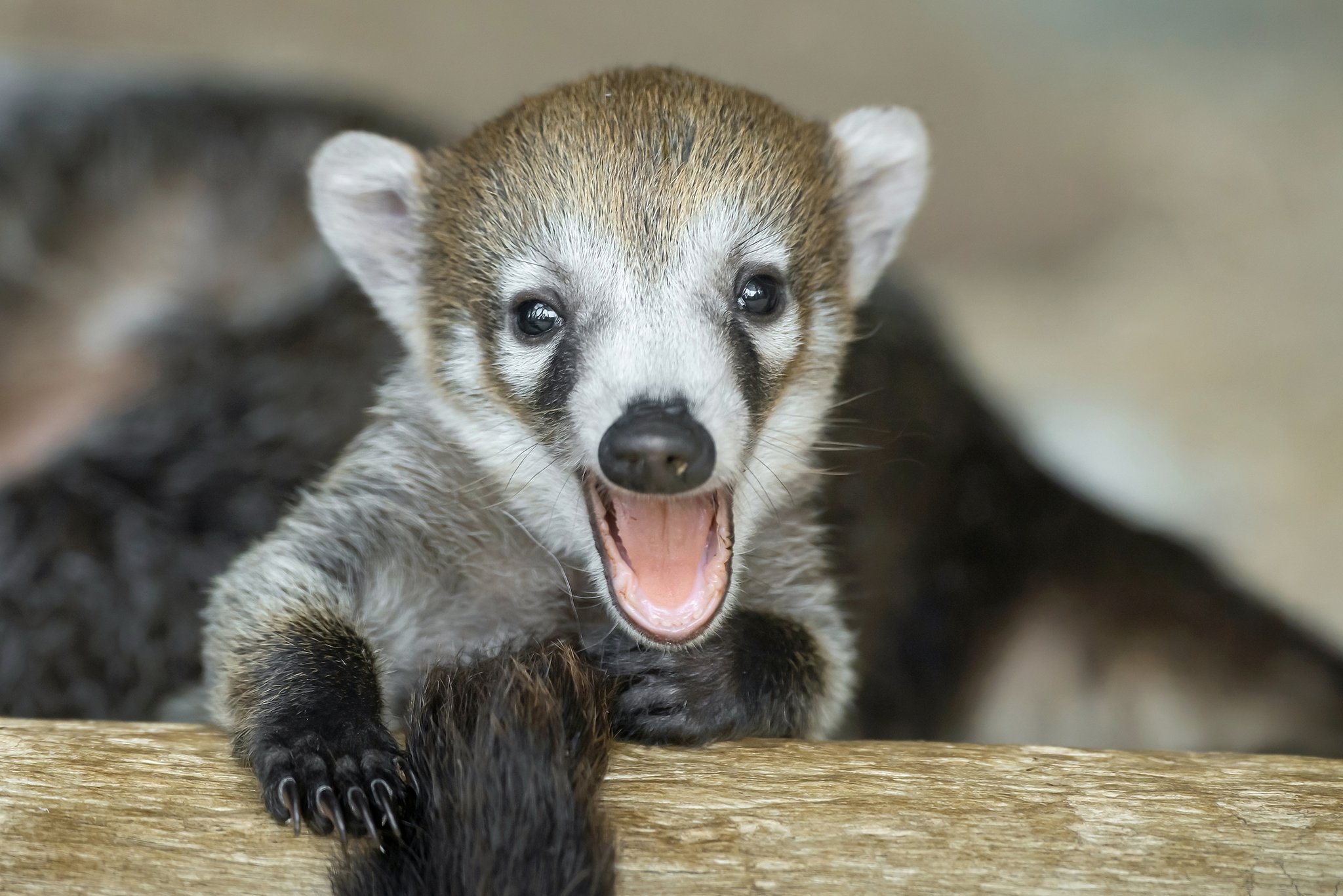 Nasenbär