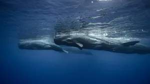 Das von OceanCare entwickelte Warnwalsystem hilft Frachtschiffen, Kollisionen mit Pottwalen zu vermeiden.