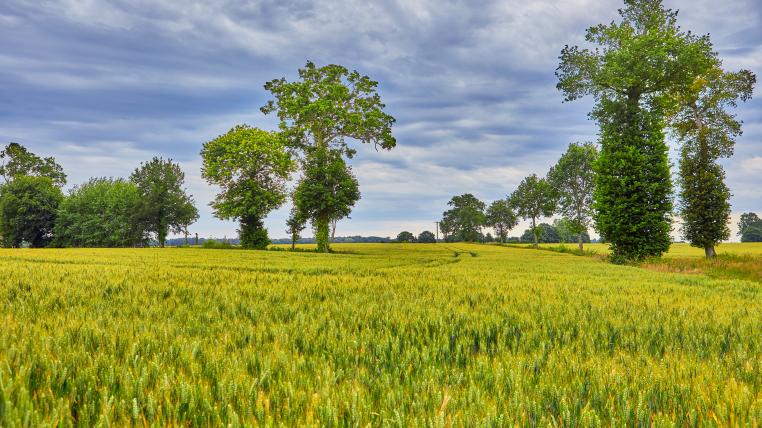 Getreidefeld in der Provence