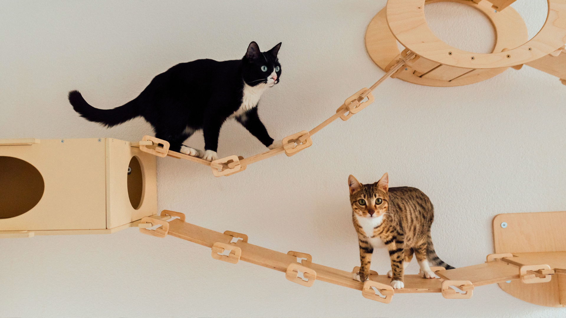 Attraktives Zuhause für die Katze