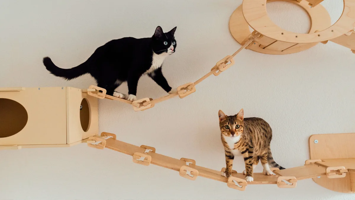 Bild_-_Artikelseite_fu__r_NL_Wettbewerb__25_ Attraktives Zuhause für die Katze
