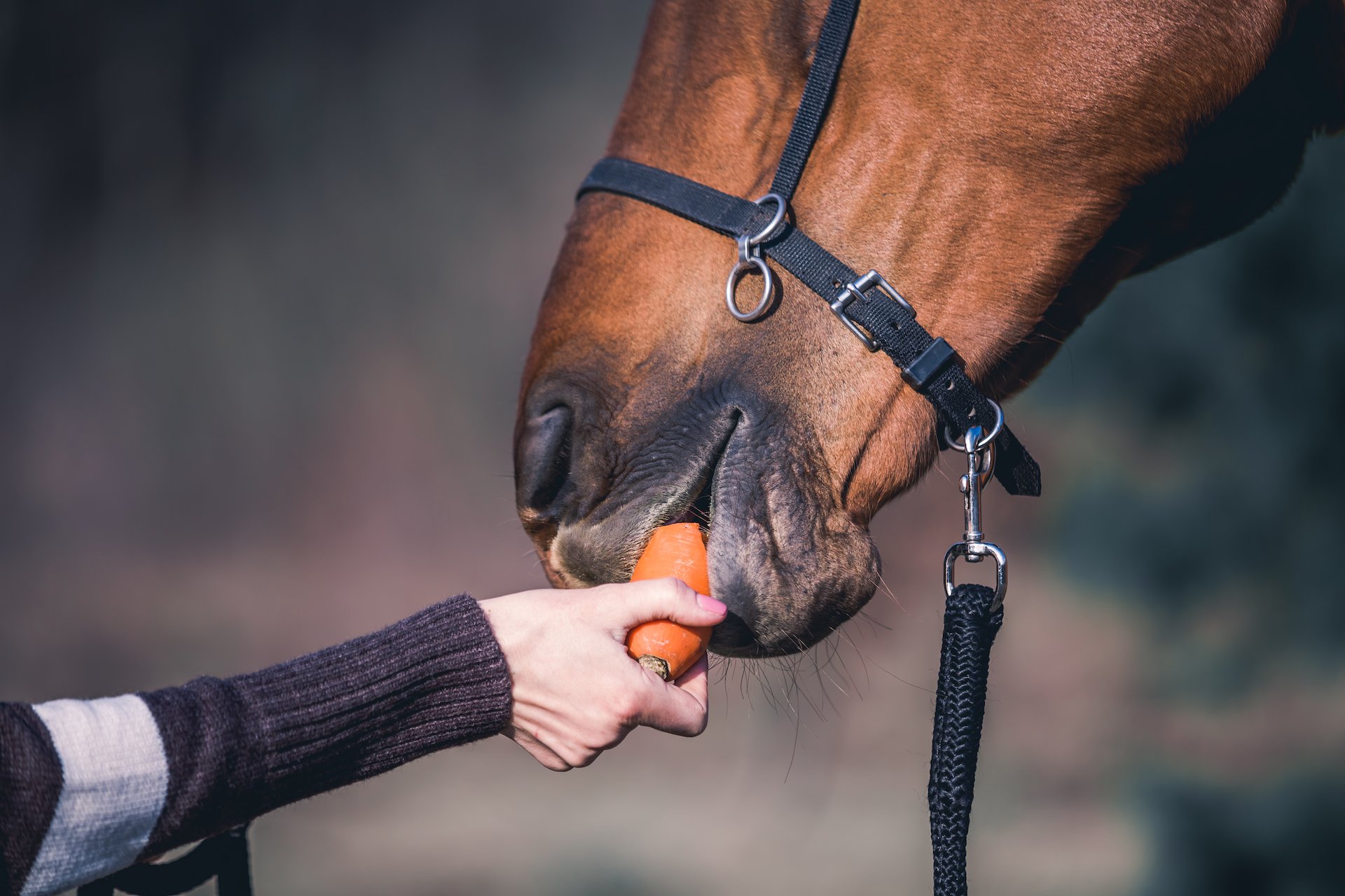 Welche Obst- und Gemüsesorten darf mein Pferd fressen?