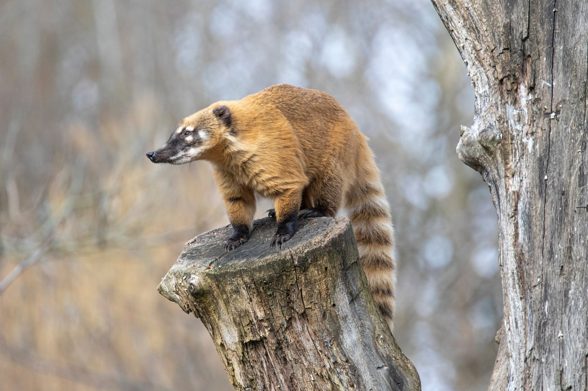 Nasenbär