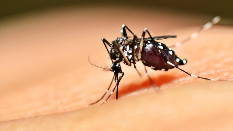 Chikungunya-Virus-spanien.jpg