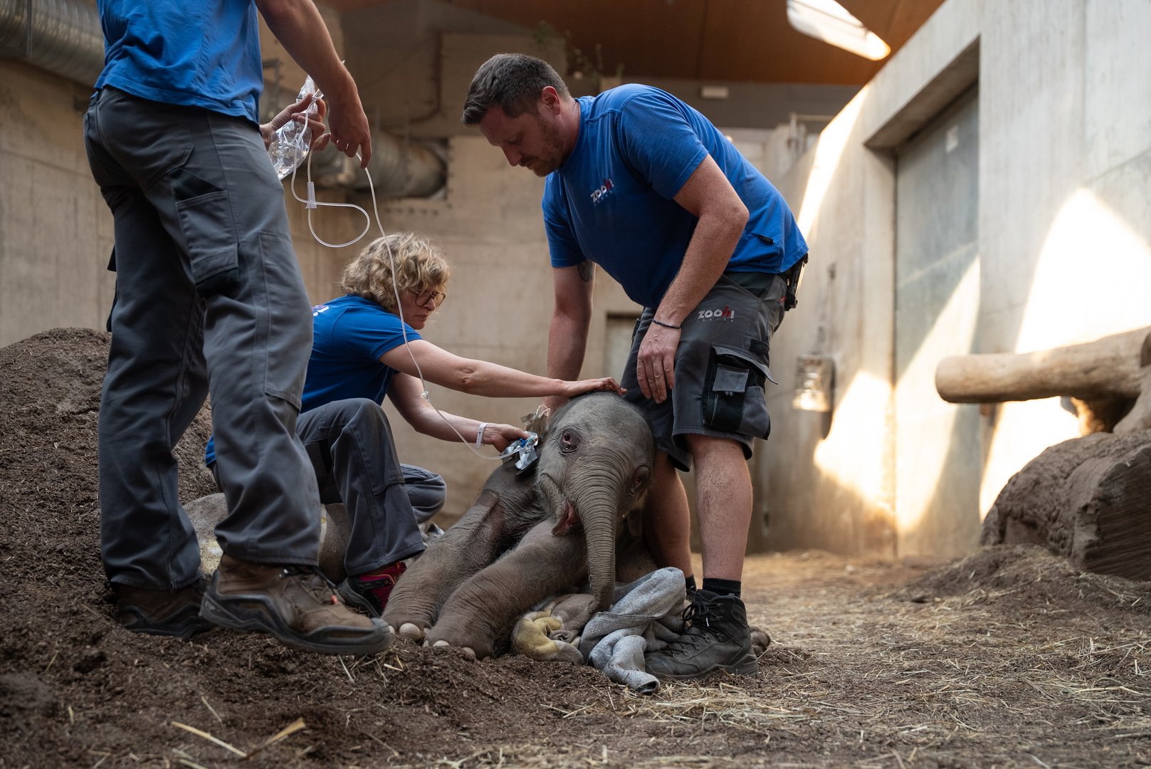 Trauer im Zoo Zürich: Elefantenbaby stirbt kurz nach der Geburt
