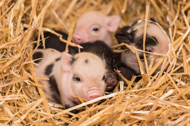 6-minipig_jungtiere_ZOB5017.jpg