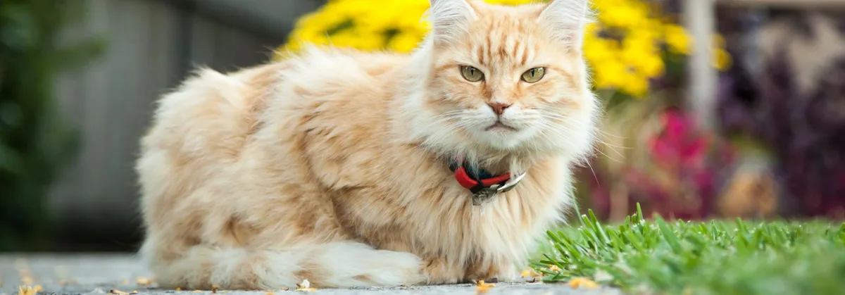 1bc81d1a1614d80bb60bca03d1da8d6028ccf58a Katze sitzt draussen und trägt ein Halsband