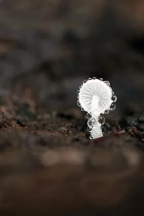Dieser winzige Pilz, ein Mycena spp., ist in einem faulen Baumstamm gewachsen. Aufgrund der mikroklimatischen Bedingungen in dessen Innenraum hat sich auf der Mycena Kondenswasser gebildet.