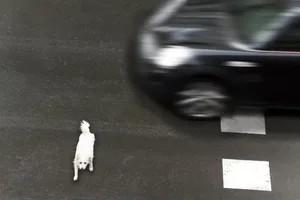 Nur, wenn der Hund in Begleitung unterwegs ist, greift die Haftpflichtversicherung.