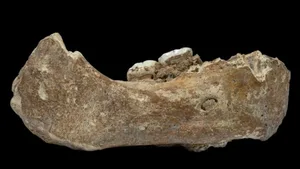 Dieser Unterkiefer ist 160`000 Jahre alt und gehörte einem Denisova-Menschen.