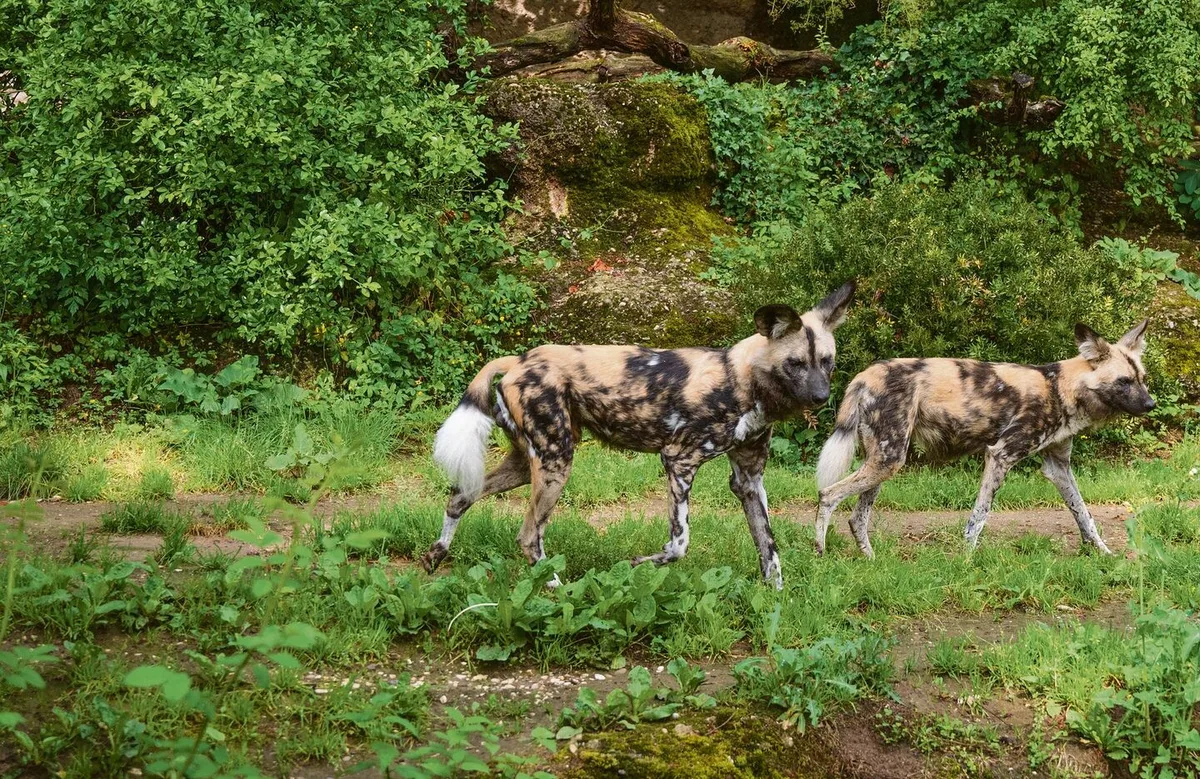 71bc10afe77da182c93bcb5a2268b0038e390e672fc84ea2d1cc33774c919a53 Die Zusammenführung der beiden Afrikanischen Wildhunde glückte von Anfang an.