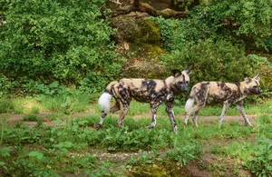 Die Zusammenführung der beiden Afrikanischen Wildhunde glückte von Anfang an.