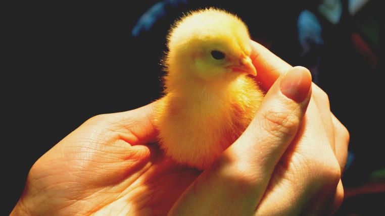 Kueken Tierschutz