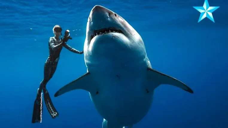 7b819d90a4c3136bb8ba0b737521d674dbcd15d9 weisser-hai-tauchen-ocean-ramsey.jpg