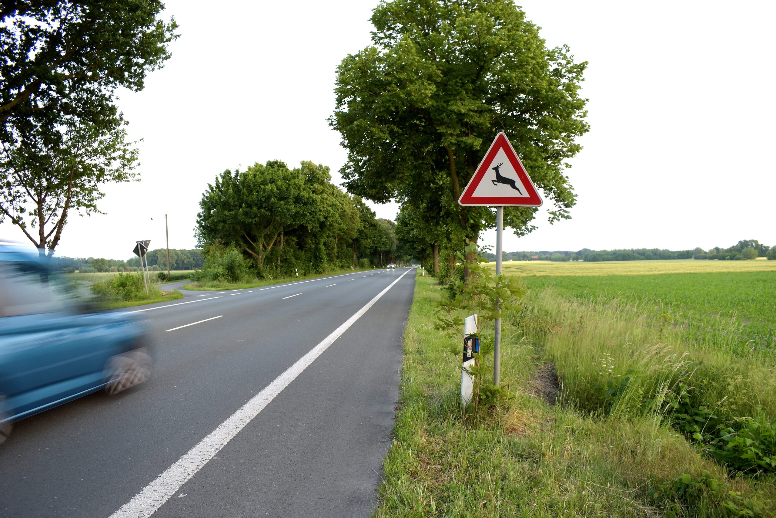 Hier ist Vorsicht geboten: Wildwarnschilder stehen dort, wo Tiere häufig die Strasse queren.