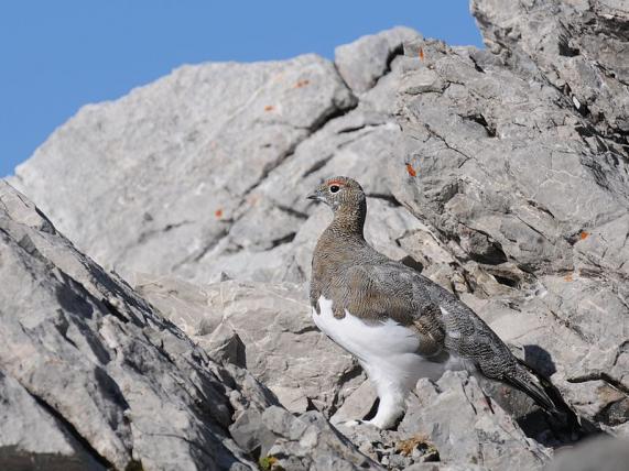 Alpenschneehuhn