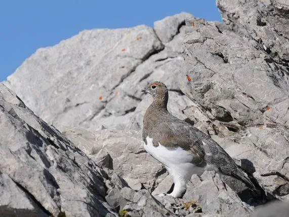 e96d905c2bd5b8e13e00d25782040a9b536bb1c3 Alpenschneehuhn