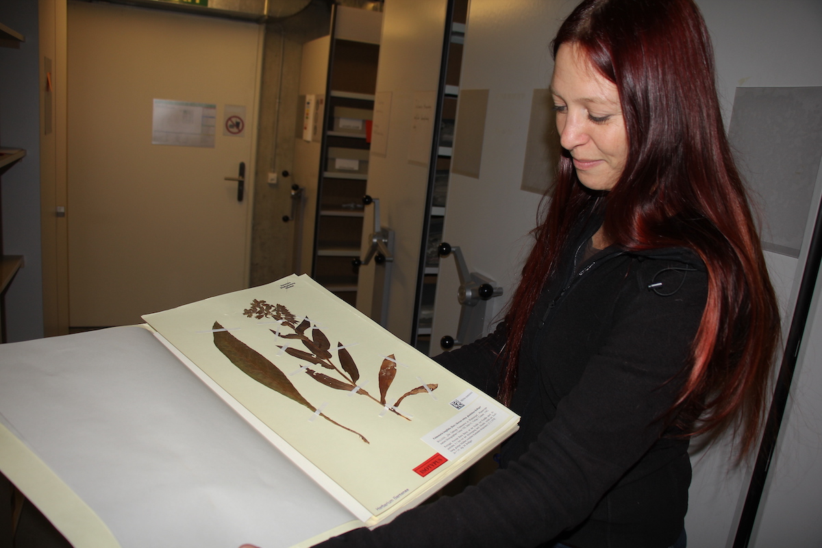Das Herbarium des Botanischen Gartens der Uni Bern