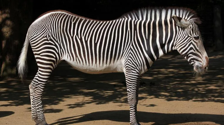 8a8d71ef445582257d9abc7c997b4ee53528adcd Zebra