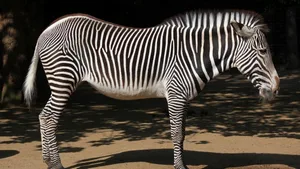 Massive Abnahme: Insgesamt gibt es in der Wildnis noch rund 3000 Grevyzebras (Equus grevyi). In den 1970er Jahren waren es noch 15'000. Der Zoo Zürich hilft bei der Zucht mit.
