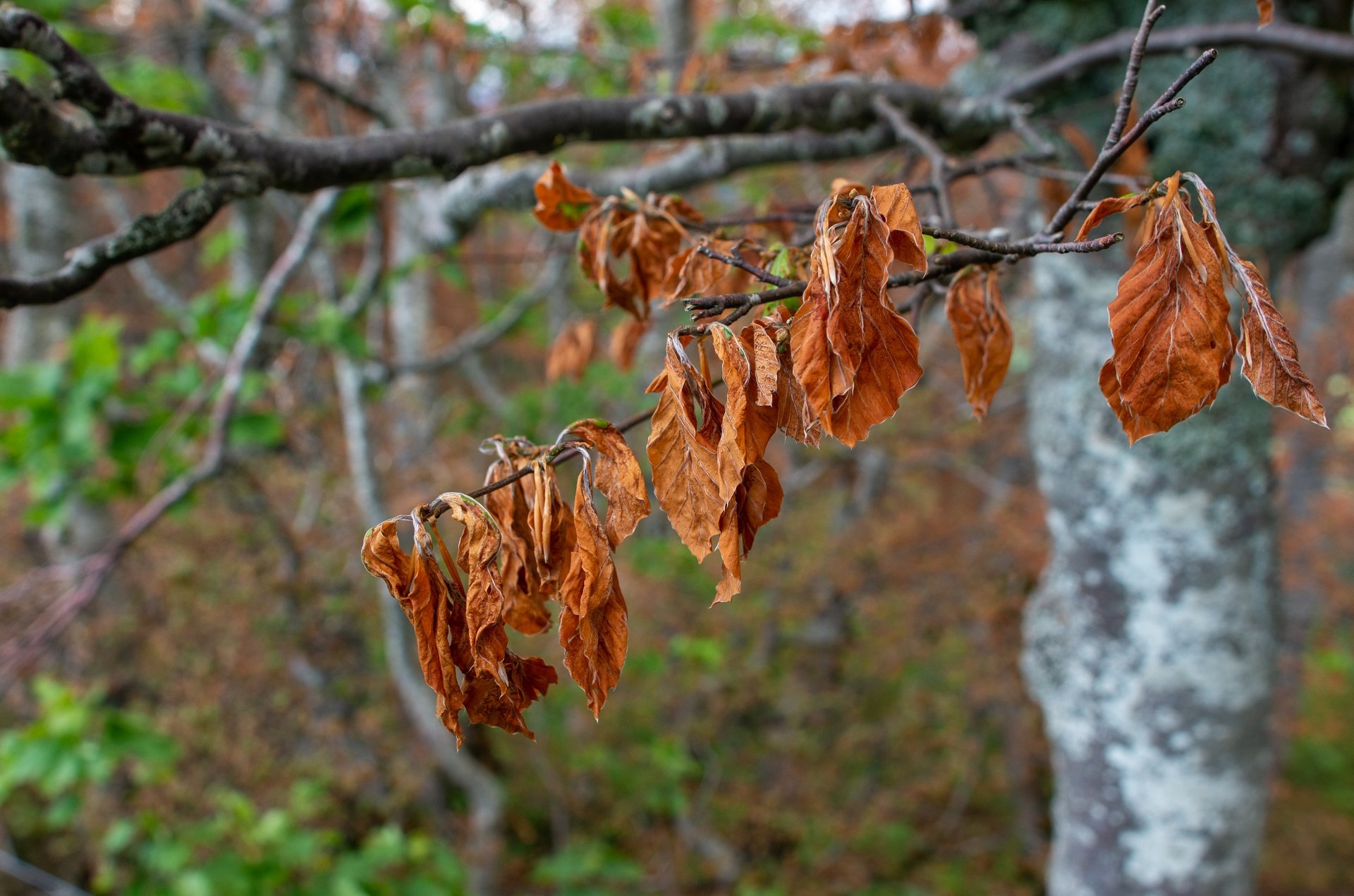 Wie kommen Bäume mit Frost im Frühling klar?