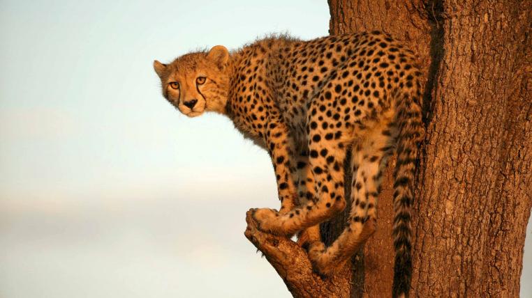 Maleika Gepard