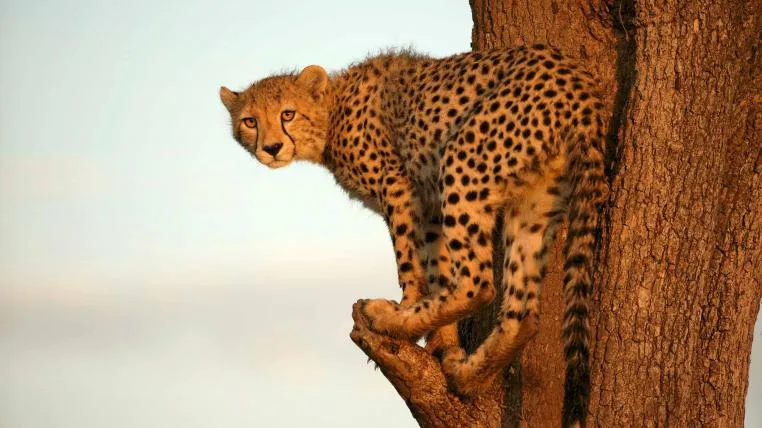 bf8bdf028c70746beb0341129f597e38b67a1204 Maleika Gepard