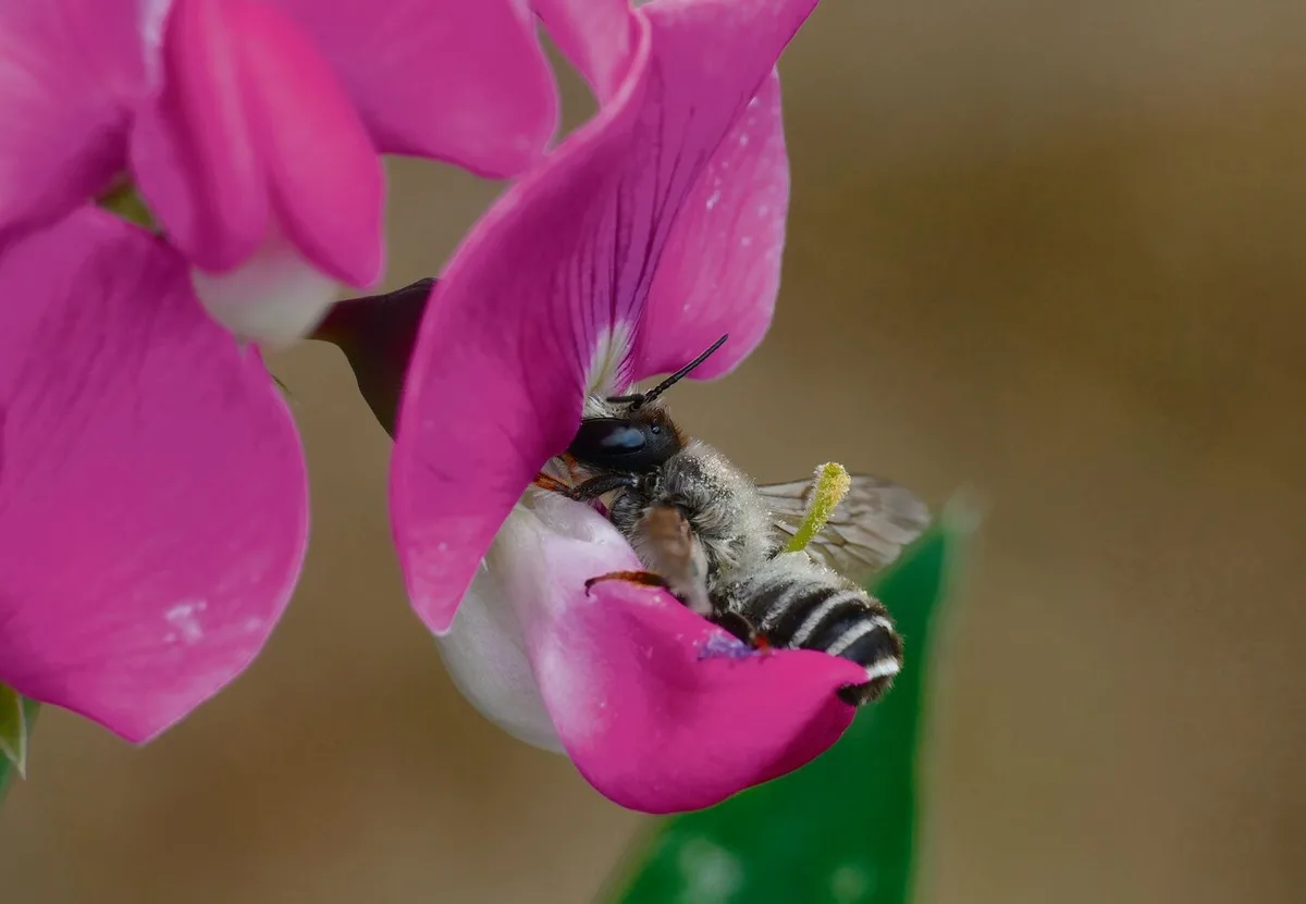 c73d8ff0b938139b4b808dc5ec56b0c4f449b5ebb99732fe2d33867301356134 Die Platterbse ist auf die Bestäubung durch Bienen angewiesen.