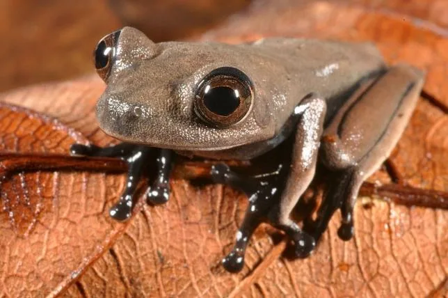 af4c3dc0f258ec190c651aaf2f9bfdd27b19b02f 04_schokofrosch.jpg