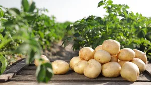 Zu wenig Kartoffeln vorhanden: Nur wird importiert, um die verzögerte Ernte auszugleichen.