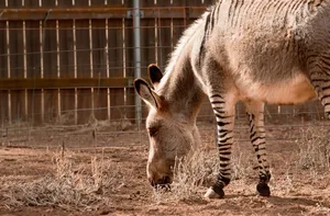 Es gibt immer mehr neue Tiere aufgrund der Hybridisierung.