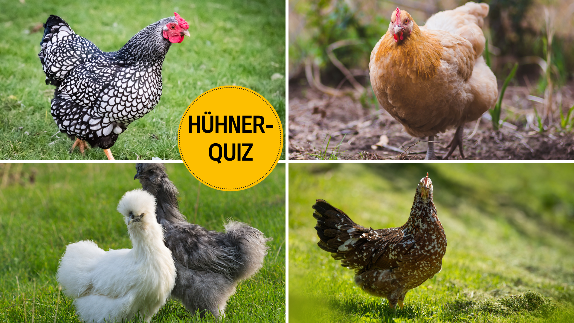 Testen Sie Ihr Hühner-Wissen im Quiz