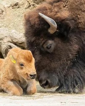 0da4762b6b5bcfb6ed7a4497a896d26fbdbda9c0 Bison-Nachwuchs im Tiergarten Schönbrunn
